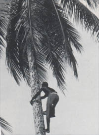 Photo of Islander climbing a coconut tree.